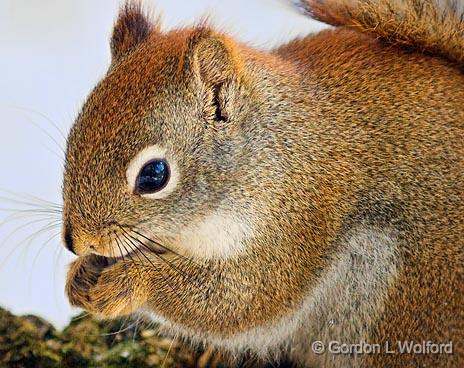 Red Squirrel Closeup_52767.jpg - American Red Squirrel (Tamiasciurus hudsonicus) photographed at Ottawa, Ontario - the capital of Canada.